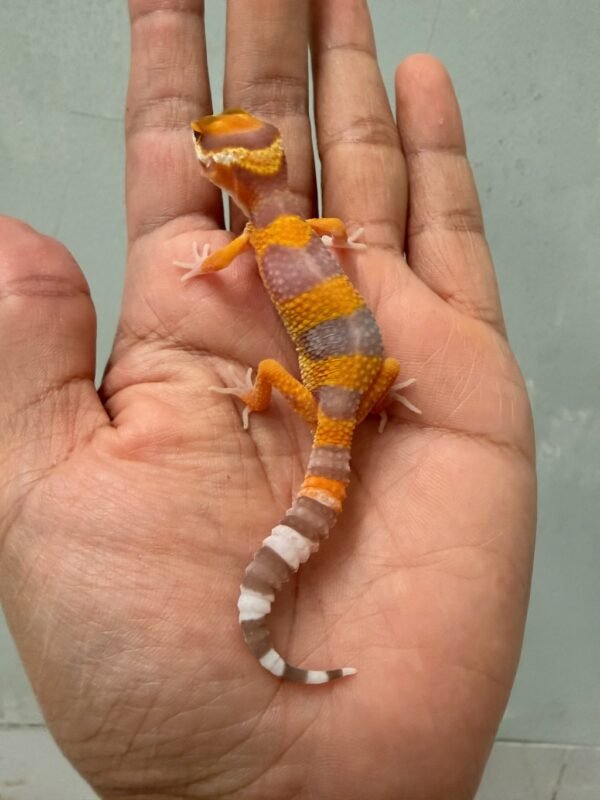 IMG_1328 gecko tremper lavender poss giant baby