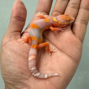 IMG_1335 jual gecko bell lavender incub jantan baby warna bagus