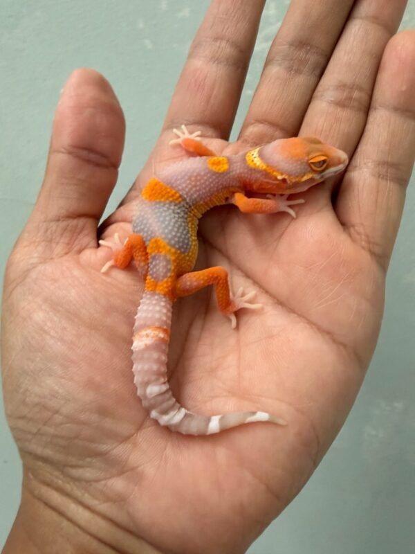 IMG_1335 jual gecko bell lavender incub jantan baby warna bagus