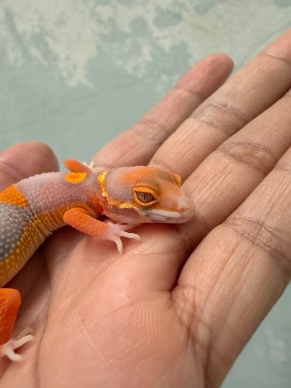 IMG_1336 mata gecko bell albino lavender