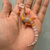 IMG_1345 jual gecko bell lavender jungle incub betina
