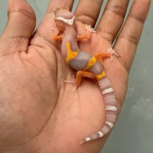 IMG_1345 jual gecko bell lavender jungle incub betina