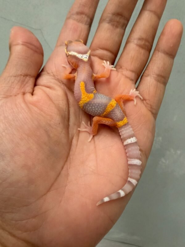 IMG_1345 jual gecko bell lavender jungle incub betina