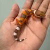 jual gecko tangerine albino incub betina baby nice color