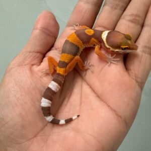 IMG_1348 jual gecko tangerine albino incub betina baby nice color