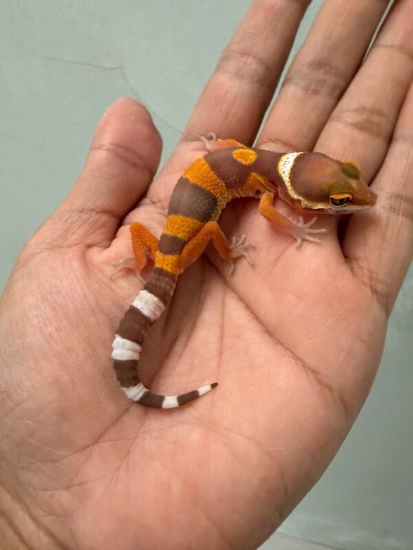 jual gecko tangerine albino incub betina baby nice color