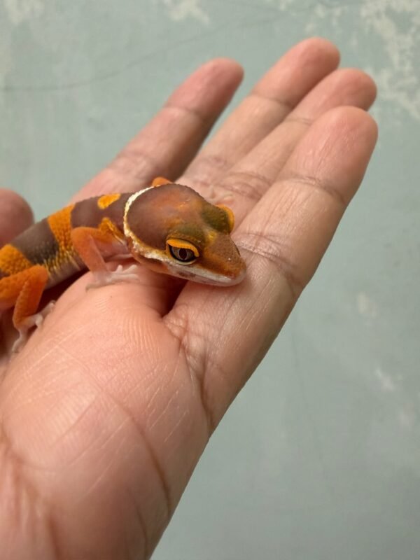Tangerine Albino Black Night Cross - incub Betina - R261054 - NICE COLOR