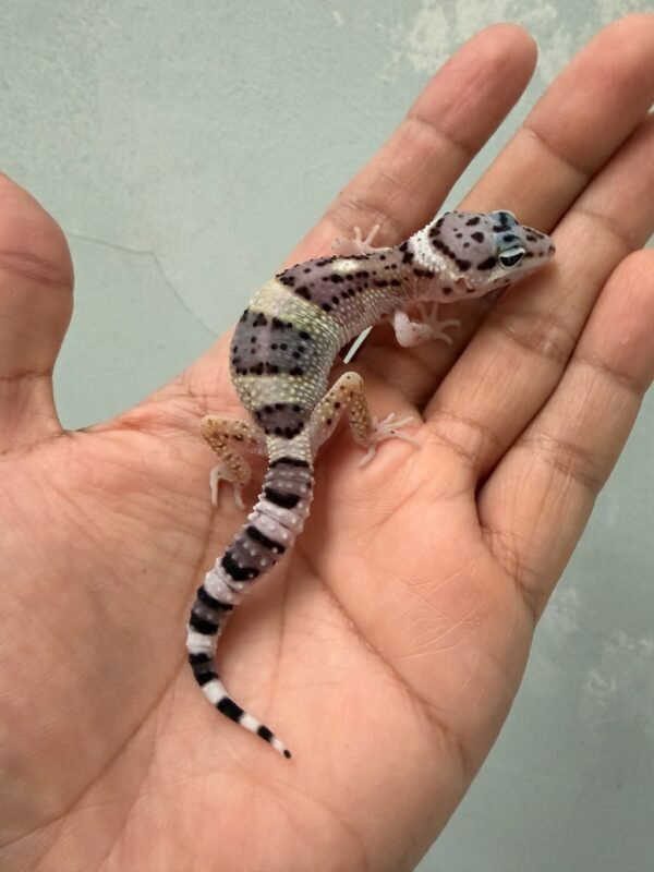 IMG_1360 gecko white & yellow mack snow