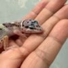 IMG_1361 White & Yellow Mack Snow het Tremper - incub Jantan - R261172