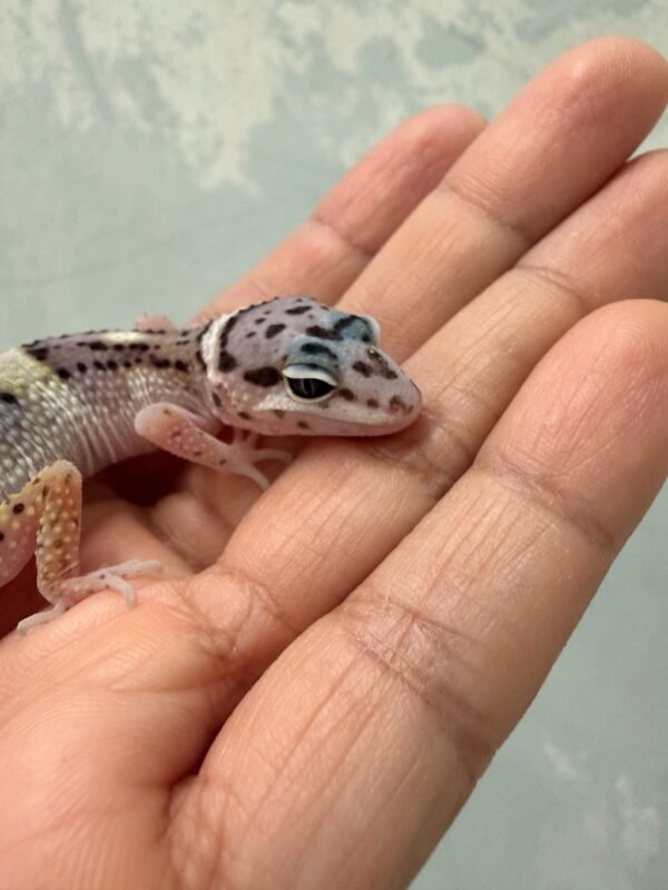 IMG_1361 White & Yellow Mack Snow het Tremper - incub Jantan - R261172
