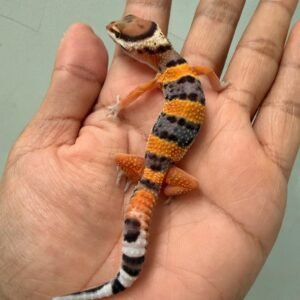 IMG_1364 gecko emerine cross baby