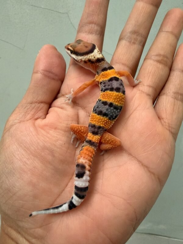 IMG_1364 gecko emerine cross baby