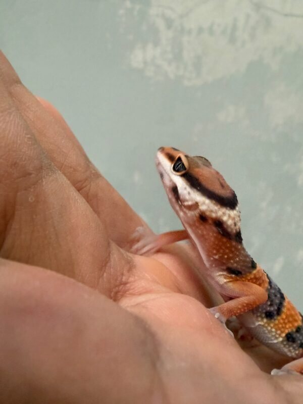 IMG_1365 mata gecko emerine cross