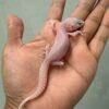 jual gecko panda albino het diablo blanco incub jantan baby