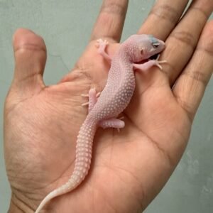 IMG_1367 jual gecko panda albino het diablo blanco incub jantan baby