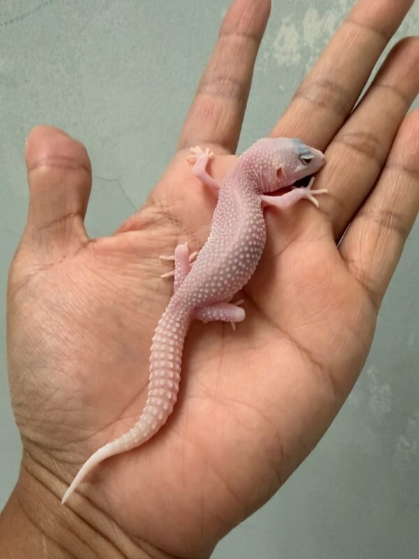 jual gecko panda albino het diablo blanco incub jantan baby