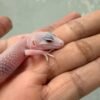 Panda Albino het Diablo Blanco - incub Jantan - R260934 - RARE