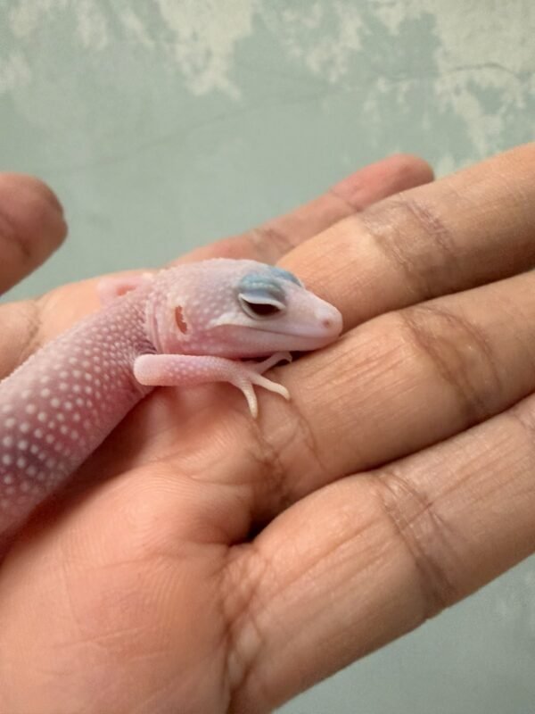 Panda Albino het Diablo Blanco - incub Jantan - R260934 - RARE