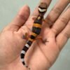 IMG_1373 jual gecko tangerine fire line incub betina baby
