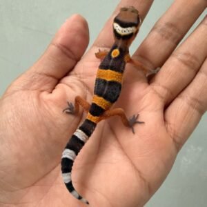 IMG_1373 jual gecko tangerine fire line incub betina baby