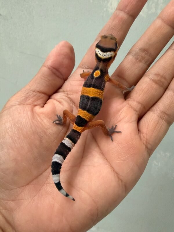 IMG_1373 jual gecko tangerine fire line incub betina baby