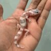 jual gecko white & yellow mack snow tremper incub betina baby