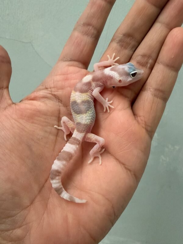 jual gecko white & yellow mack snow tremper incub betina baby