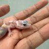 mata gecko white and yellow mack snow tremper albino