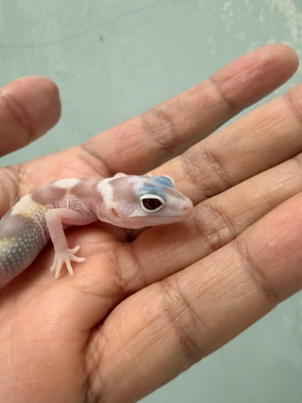 mata gecko white and yellow mack snow tremper albino