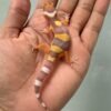 IMG_1379 jual gecko tangerine albino incub betina baby big body