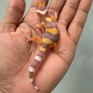 IMG_1379 jual gecko tangerine albino incub betina baby big body