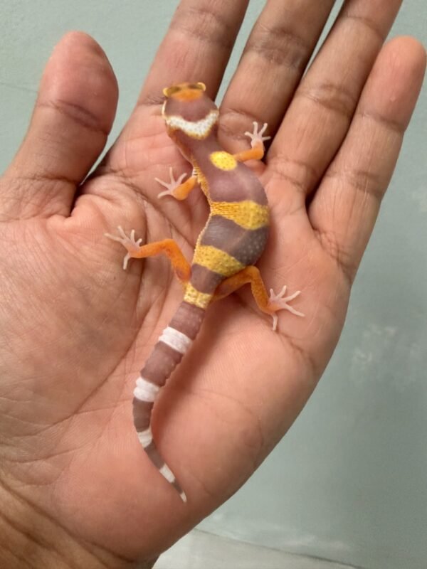 IMG_1379 jual gecko tangerine albino incub betina baby big body