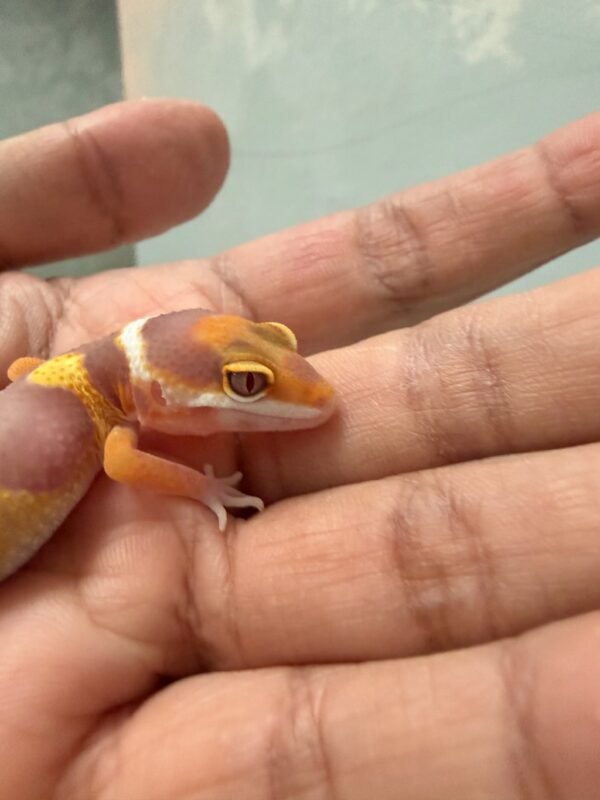 IMG_1380 Tangerine Albino - incub Female - R261173 - BIG BODY