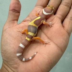IMG_1382 jual gecko baby tangerine albino black night cross big body