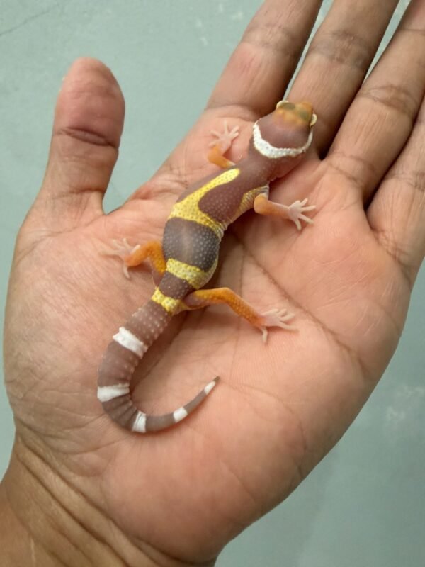jual gecko baby tangerine albino black night cross big body