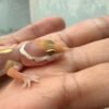 Tangerine Albino Black Night Cross - incub Jantan - R261174 - BIG BODY