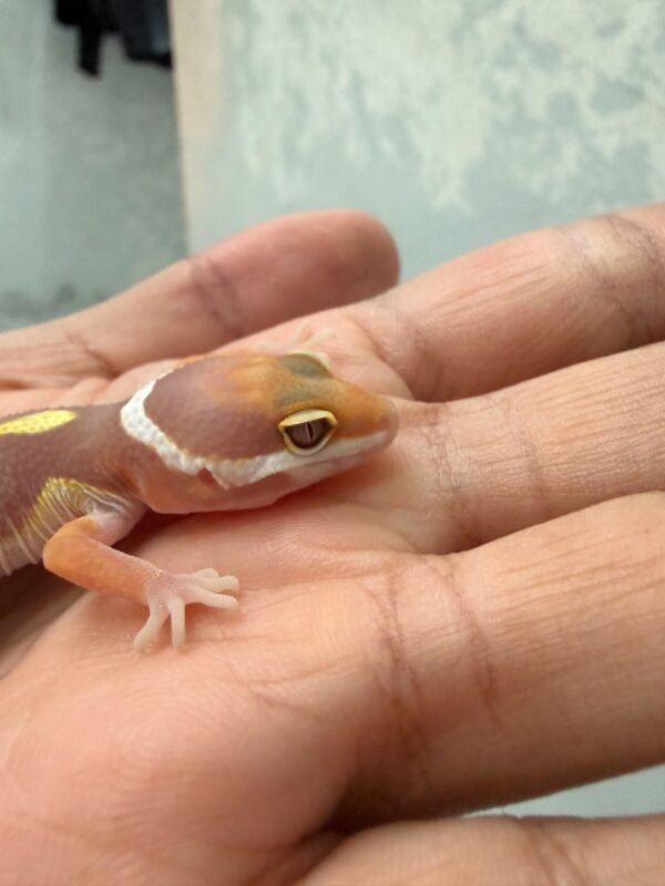 Tangerine Albino Black Night Cross - incub Jantan - R261174 - BIG BODY