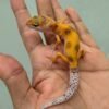jual gecko tangerine enigma het radar jantan