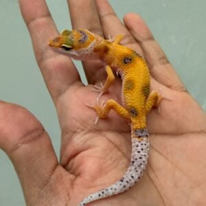 jual gecko tangerine enigma het radar jantan