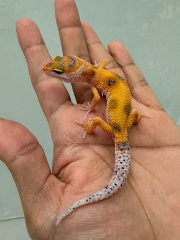 jual gecko tangerine enigma het radar jantan