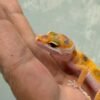 mata gecko tangerine enigma