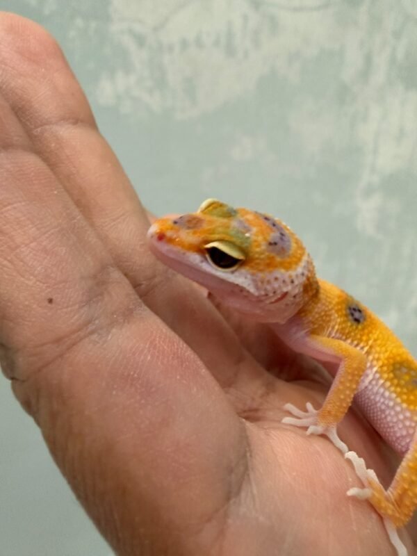 mata gecko tangerine enigma