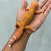 jual gecko sunspot ph raptor jantan siap kawin