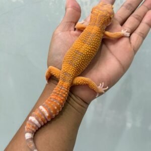 jual gecko sunspot ph raptor jantan siap kawin