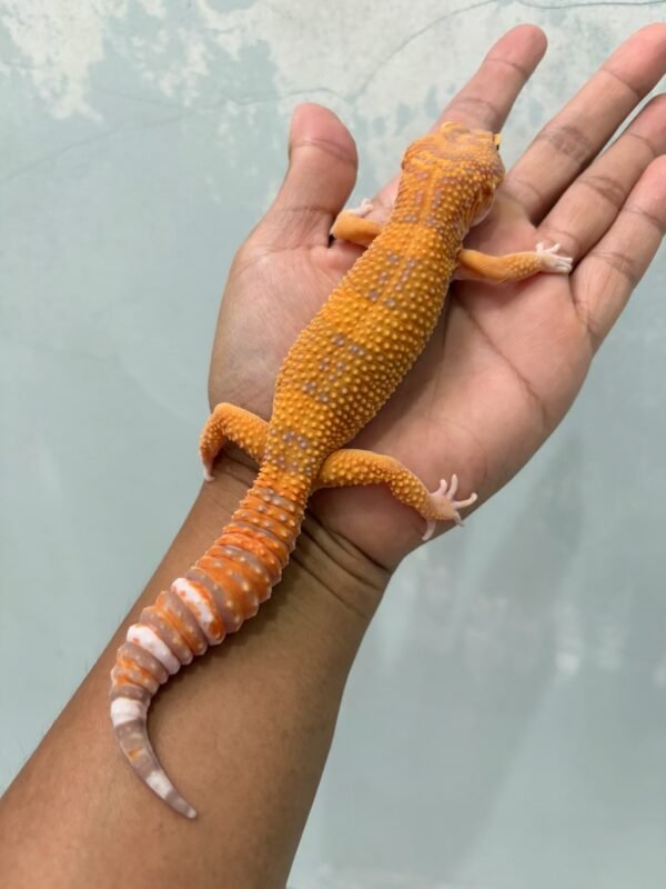 jual gecko sunspot ph raptor jantan siap kawin