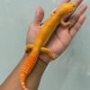 jual gecko sunglow jantan siap kawin