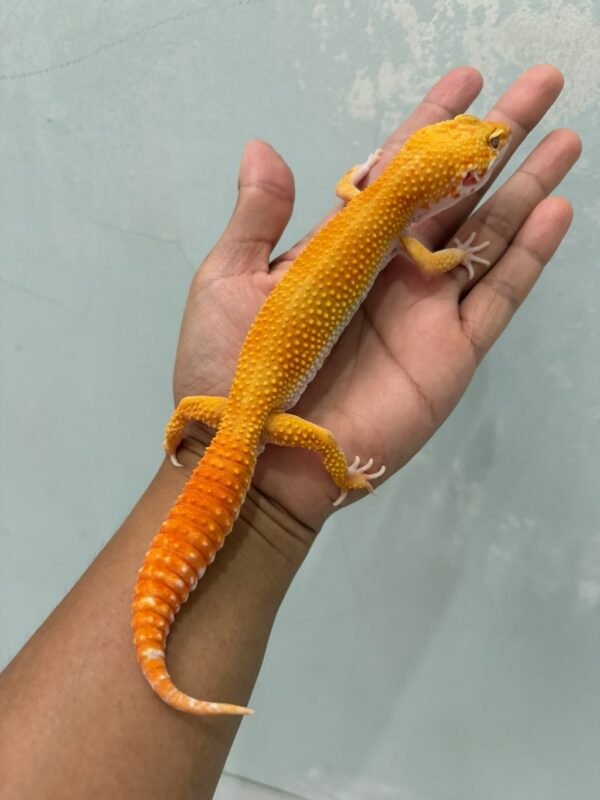 jual gecko sunglow jantan siap kawin