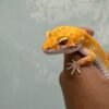 mata gecko sunglow
