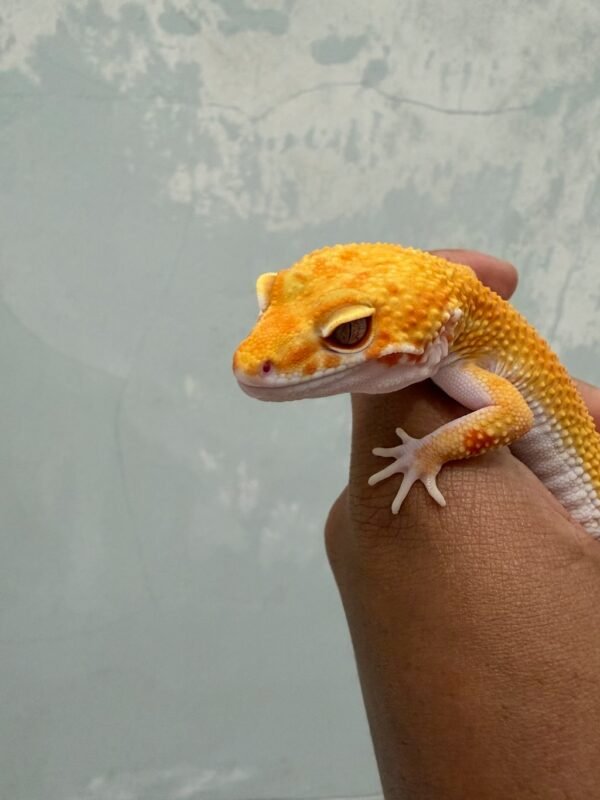 mata gecko sunglow