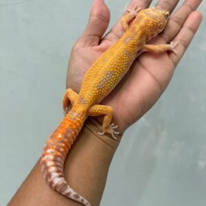 jual gecko aptor ct ph raptor jantan siap kawin